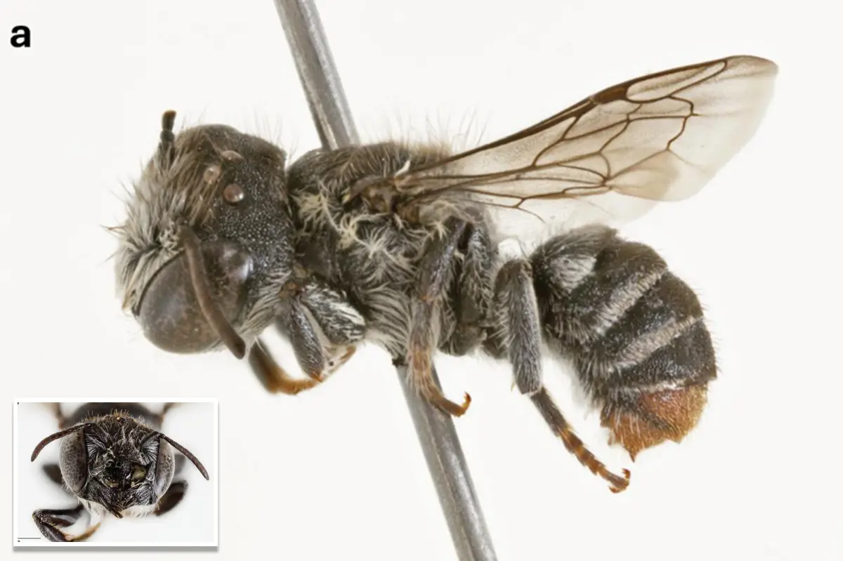 Here's where scientists discovered the horned 'Lucifer' bee