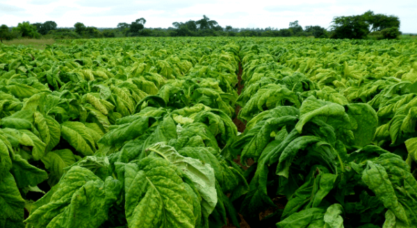Zim targets US$7 billion tobacco industry