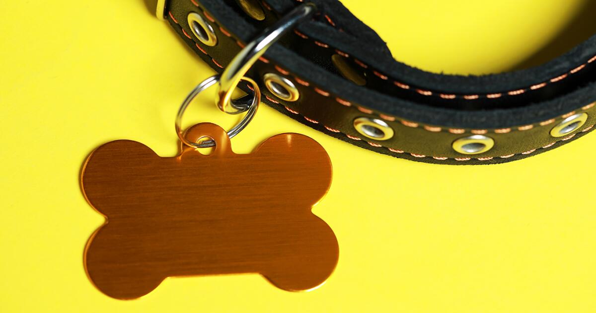 Top Pet Names in LA: Luna & Charlie #1 Again