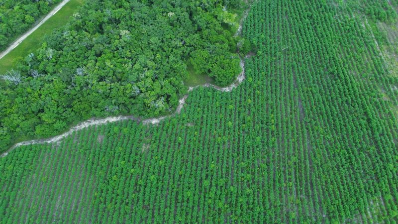 How drones and AI are protecting the Brazilian rainforest