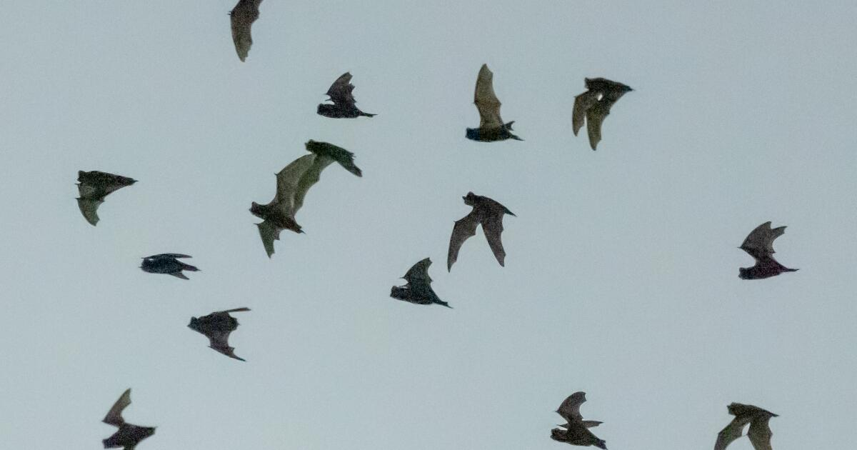 Rabid Bats Invade Los Angeles; Key Hotspot Identified