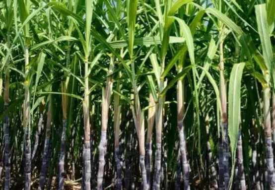 Sugarcane Growers’ Protest Intensifies in Bagalkot District