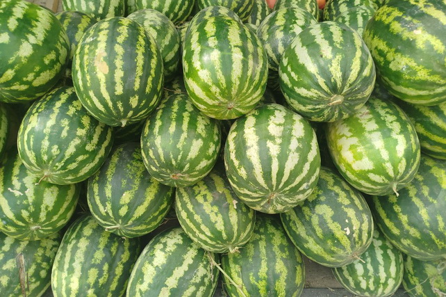 Jizzakh Region Leads Uzbekistan in Melon and Gourd Production - UzDaily.uz