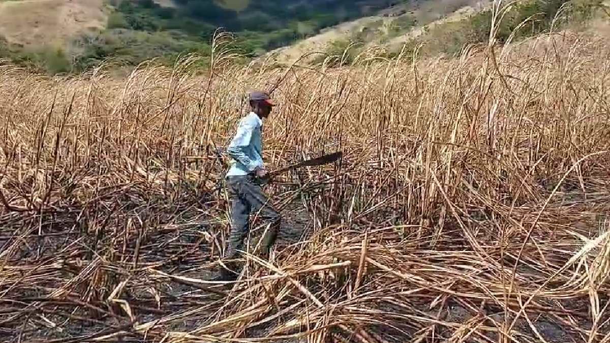 Volivoli cane farmer left without support from Ministry after losing entire crop in fire