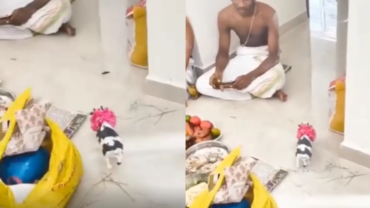 'Modern Problems Need Modern Solutions' Pro Max! Priests Use Toy Cow For Griha Pravesh Ceremony