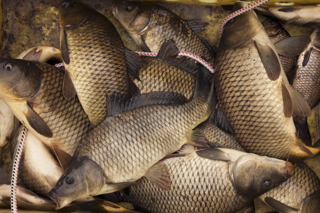 Uzbekistan Catches Nearly 99,000 Tons of Fish in First Nine Months of 2025 - UzDaily.uz
