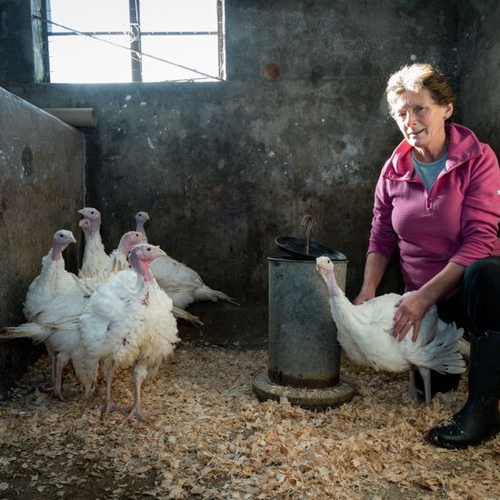 ‘The phone still rings with people wanting to know if I have any turkeys’ – End of an era as hand-reared birds no longer reach customers