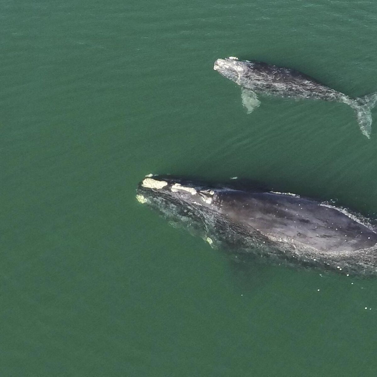Richard Collins: Are we finally going to do right by the 'right whale'?