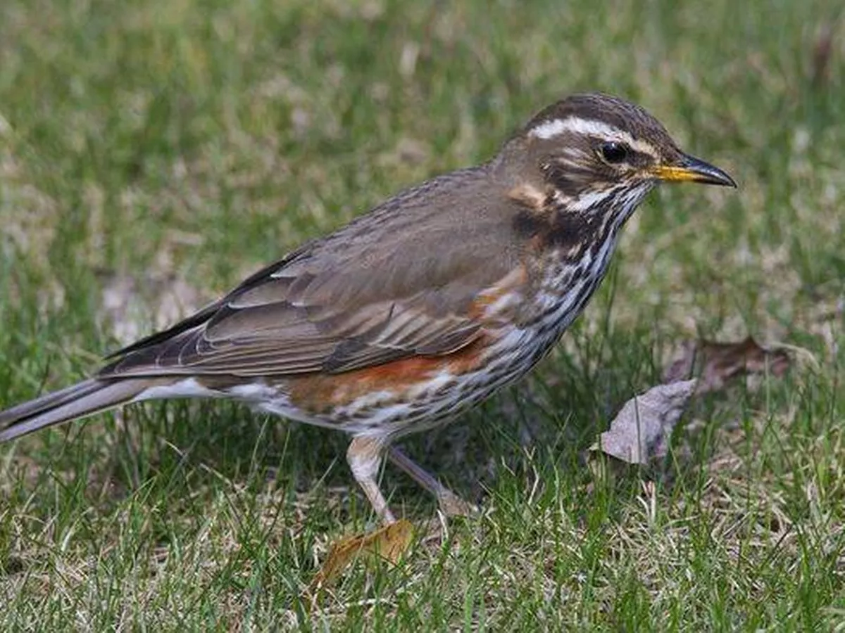 UK gardeners urged to check for one bird as cold temperatures and snow returns