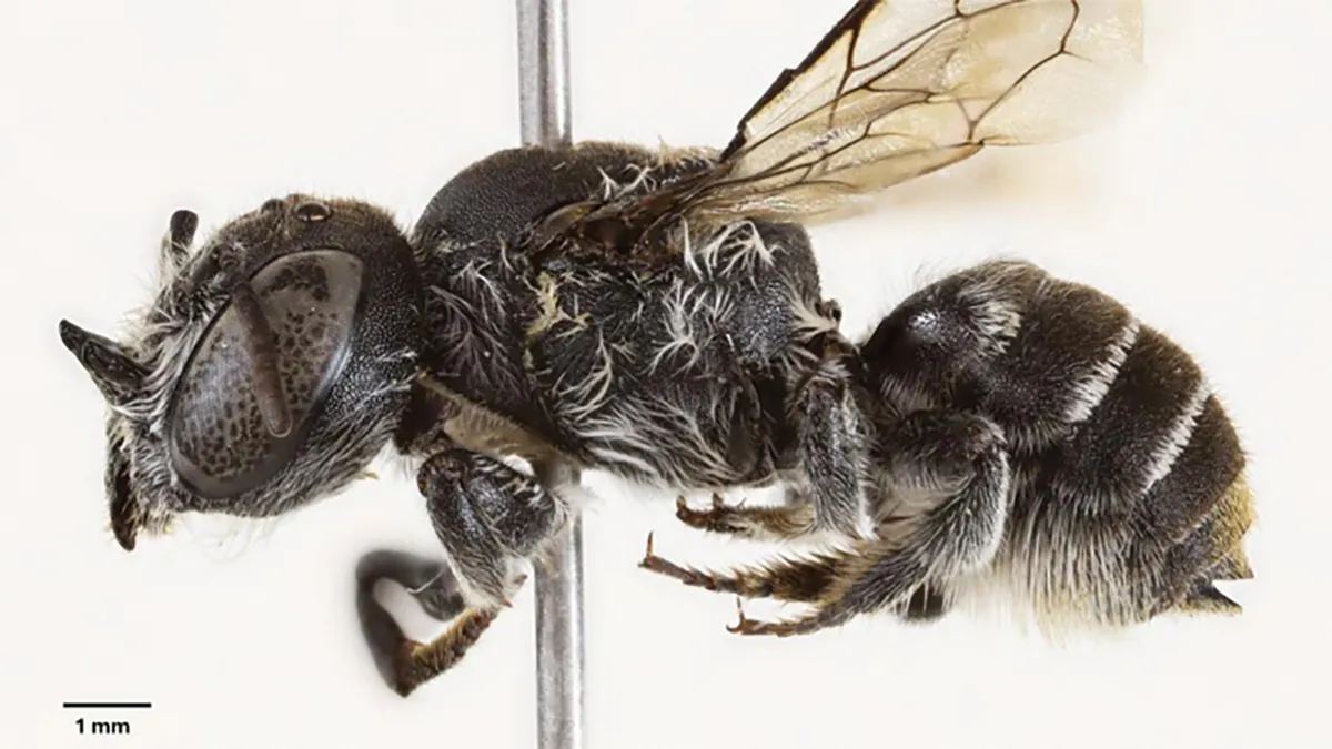 New ‘Lucifer’ bee with devil-like horns discovered in Australia