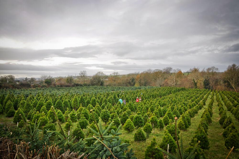 Let’s Talk Trees in Kilkenny! Forest establishment information evening