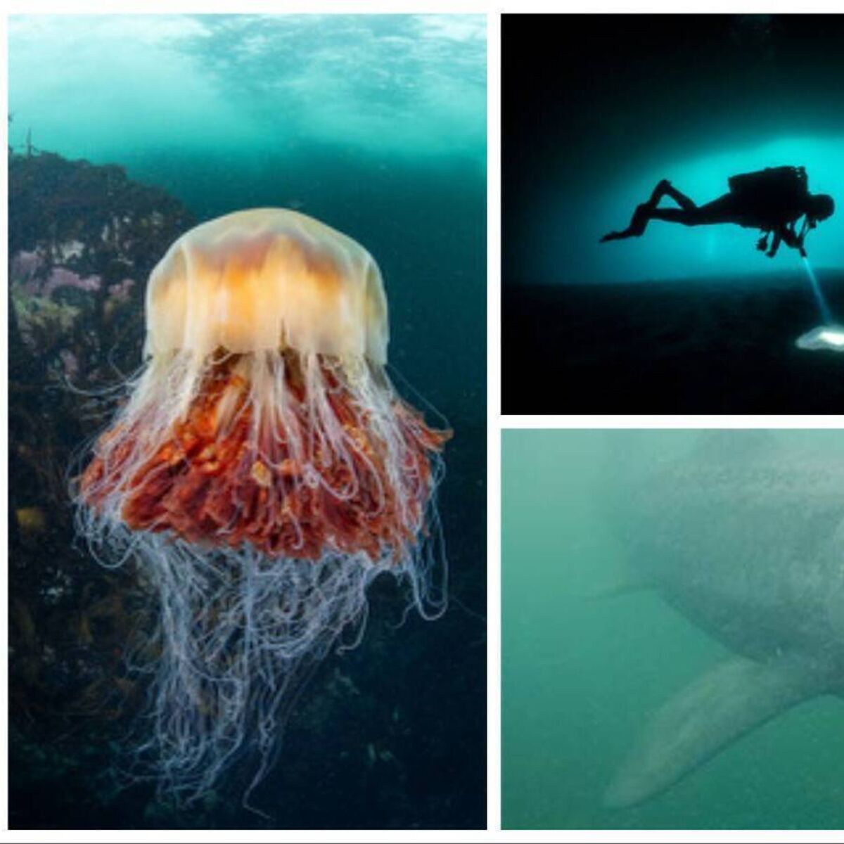 Anja Murray: Seagrass meadows and other Irish marine life marvels 