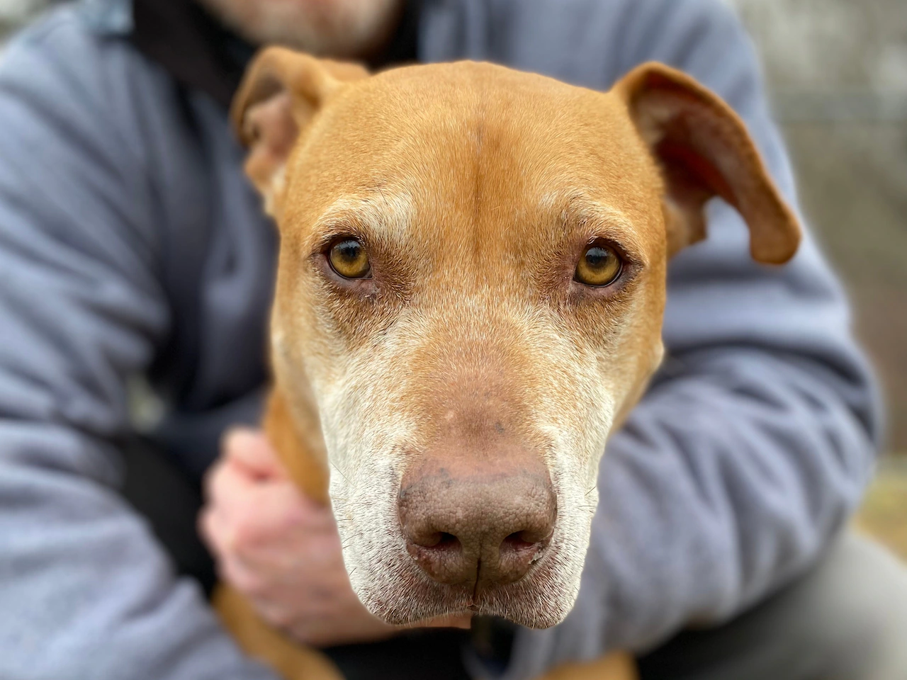 From Luna to Cannoli: What Boston’s top dog names say about the city’s personality