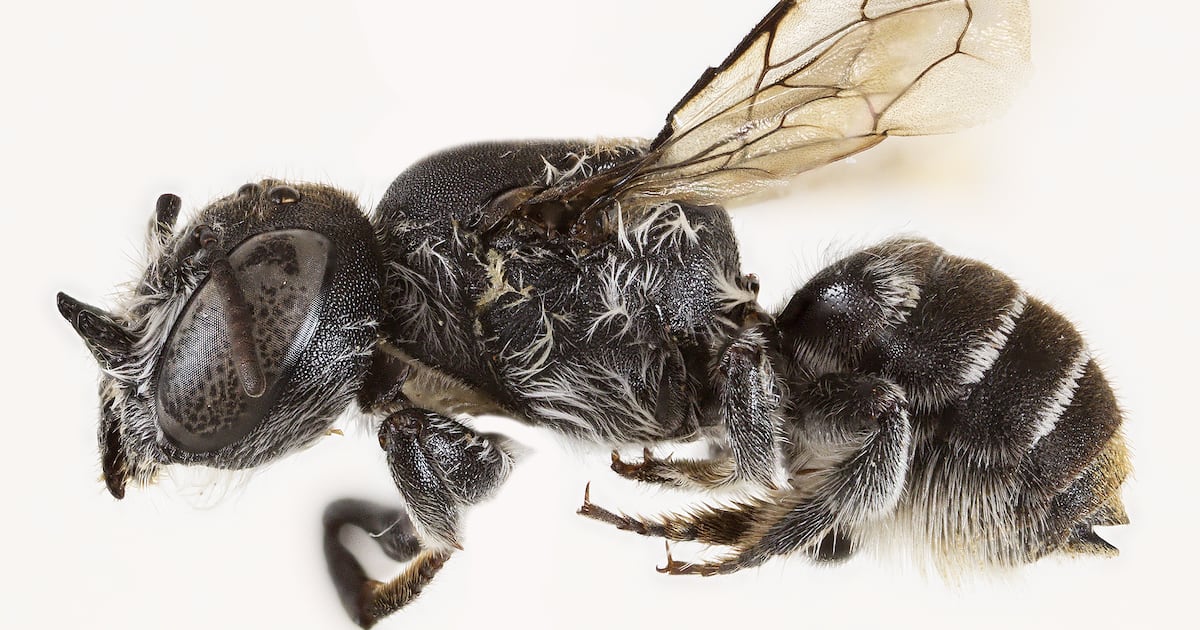 Scientists Discover ‘Lucifer’ Bee With Devil-Like Horns