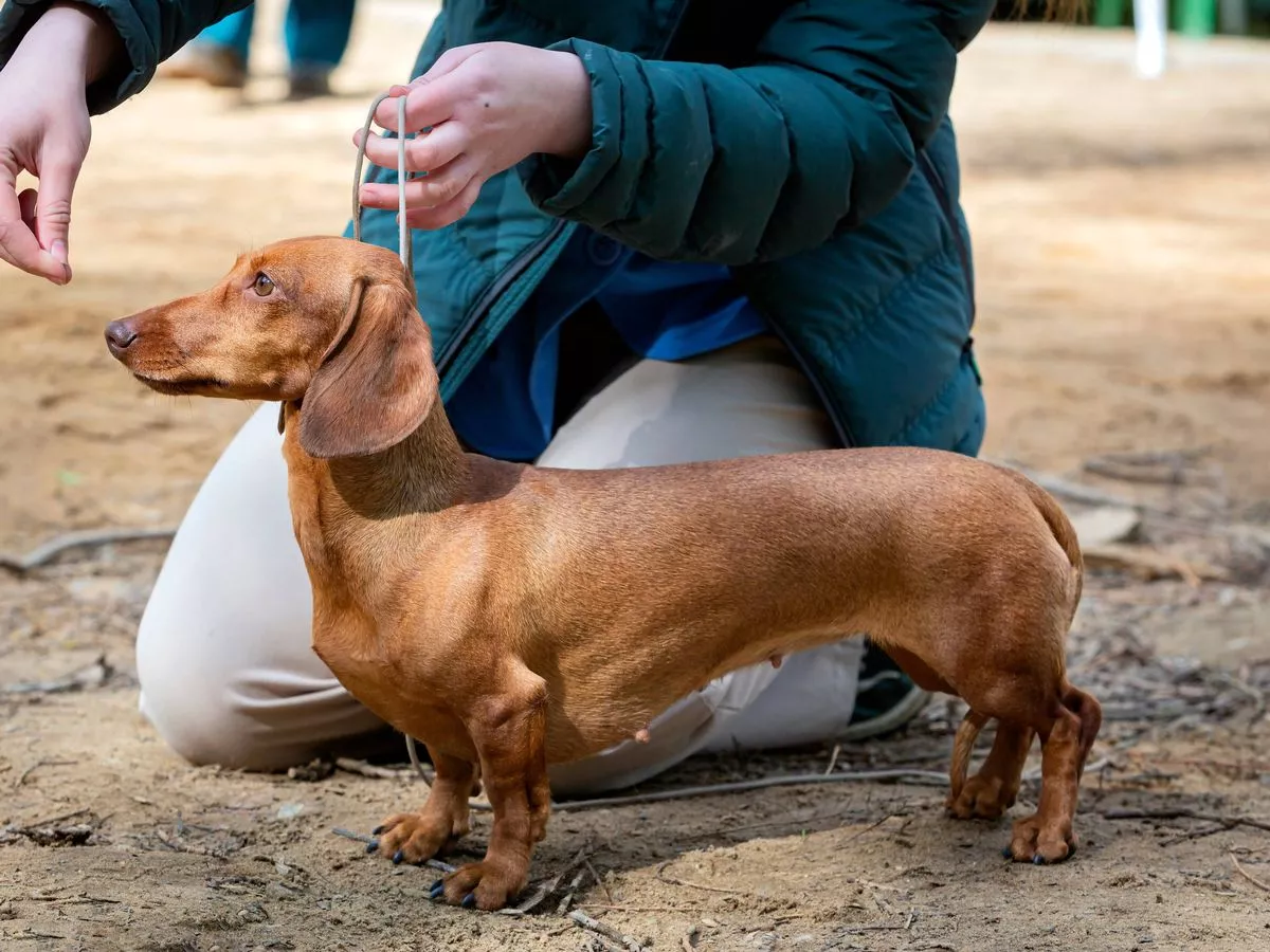 'I'm a professional dog trainer and there's 5 breeds I'd avoid'