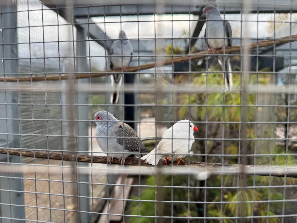 Poultry owners in Staffordshire ordered to keep birds indoors to prevent spread of bird flu