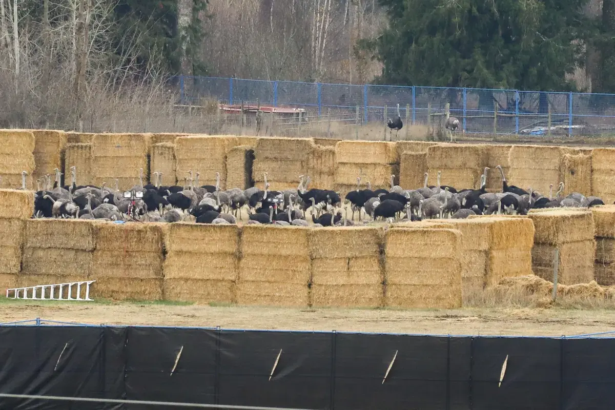 Canadian Food Agency Office Vandalized After Ostrich Cull