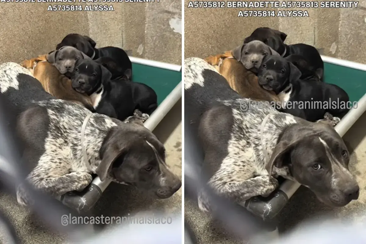 Dog Found Protecting Litter of Puppies-Then Rescuers Learn Truth About Them