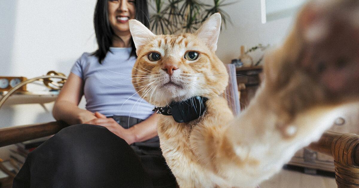 The Best New Pet Tech: Smart Collars, AI Translators & More