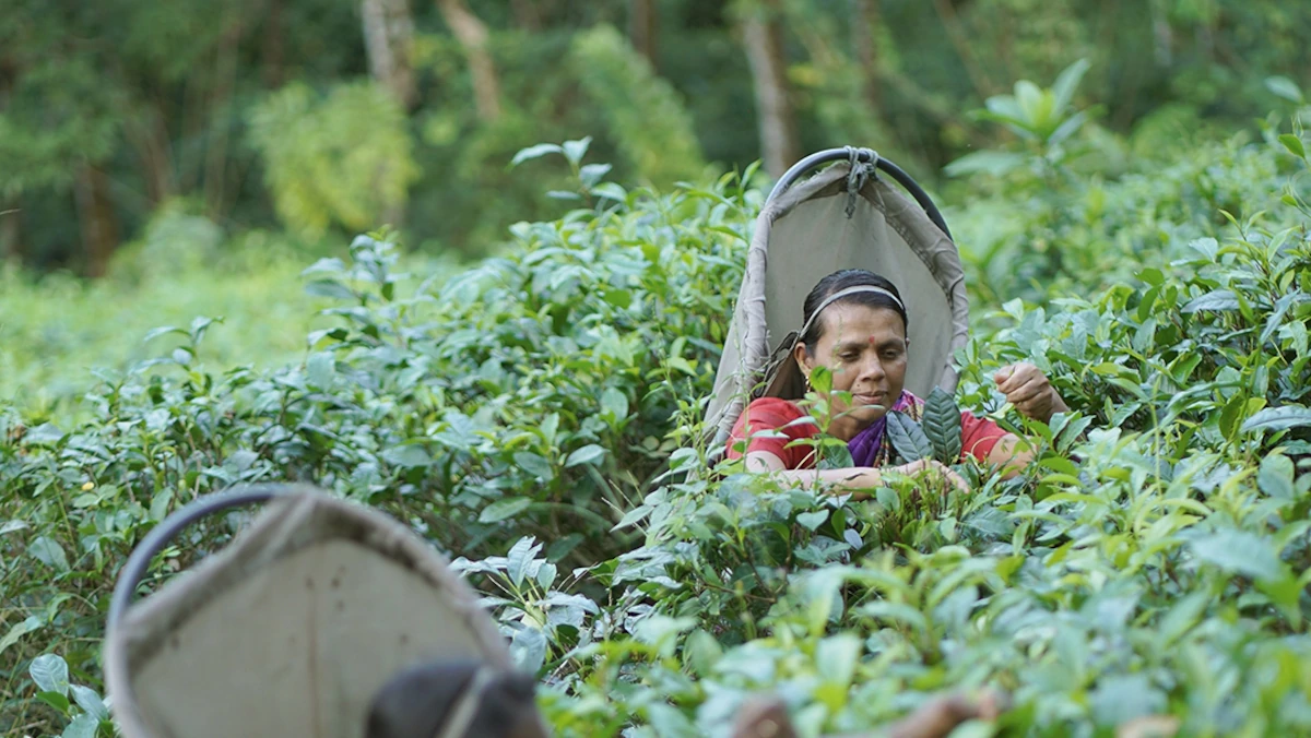 Taste Sri Lanka's finest tea right at the source in Kalutara
