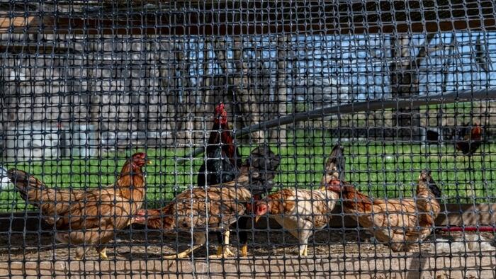 3 US States Report New Avian Flu Outbreaks