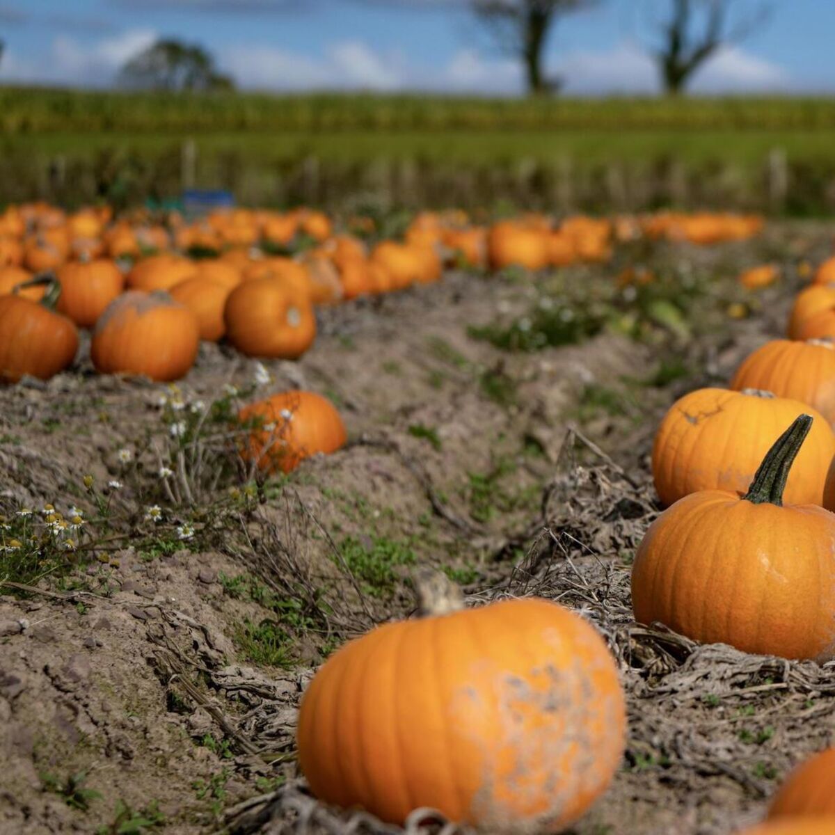 Pumpkin recipe ideas: Kate Ryan on how to use up your Halloween haul