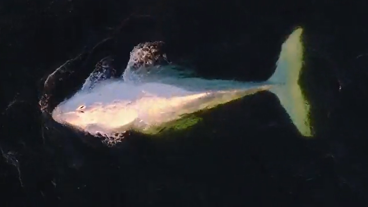 'Extraordinarily rare' albino whale on east coast sparks concern over thin appearance