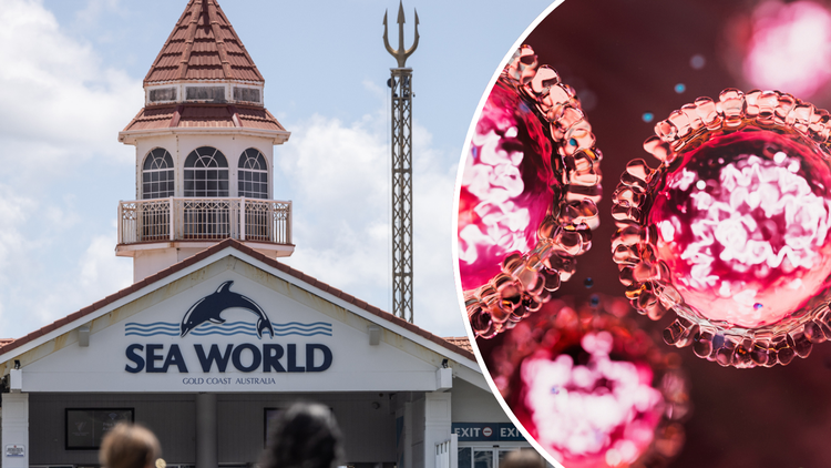 Brisbane and Gold Coast residents warned after measles cases detected at concert, tourist attractions