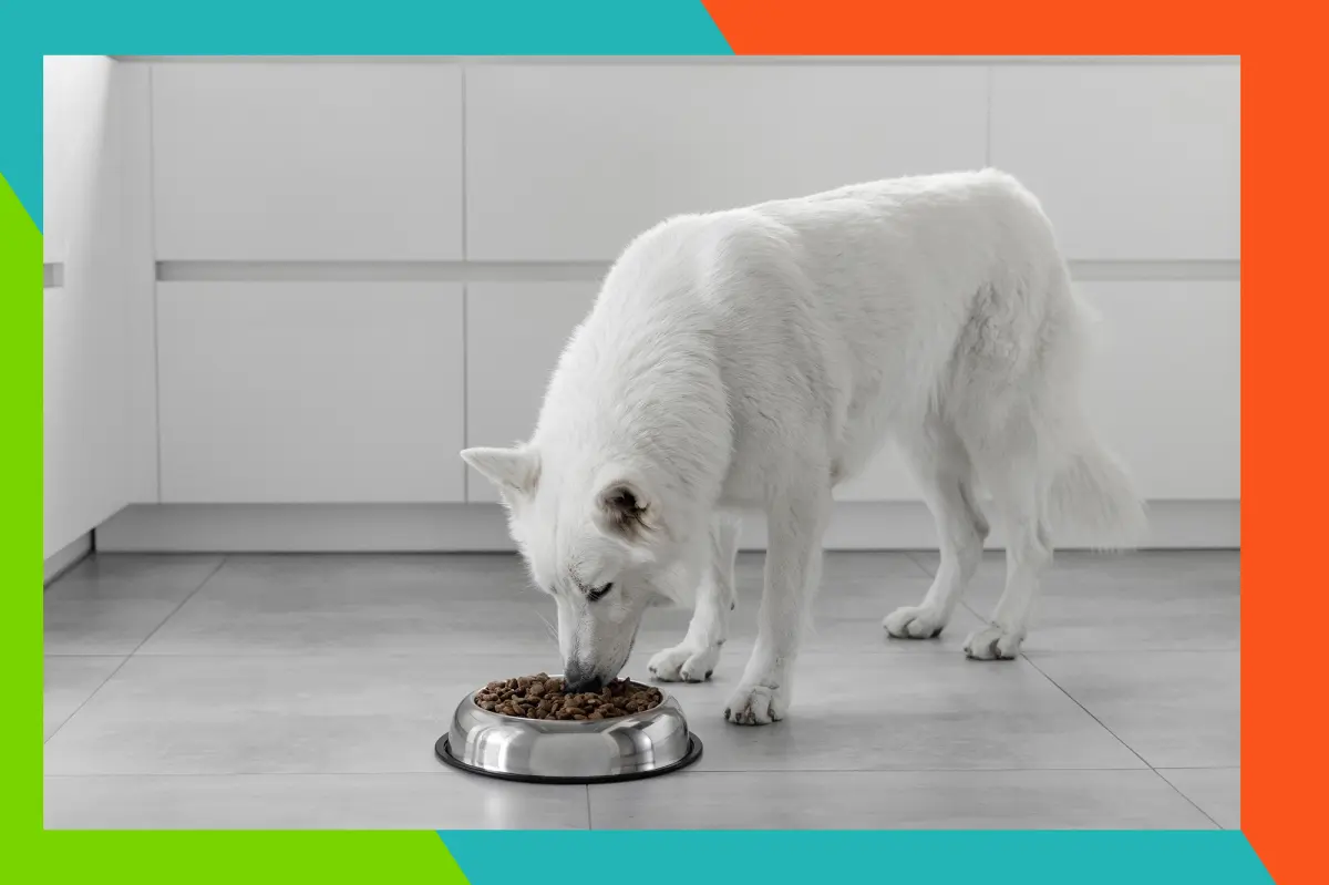 21 best veterinarian-backed dog food brands for every pup in 2025