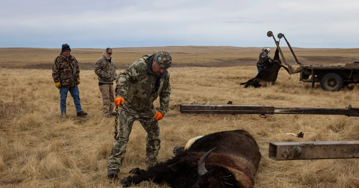 Tribes that restored buffalo are killing some to feed people during the shutdown
