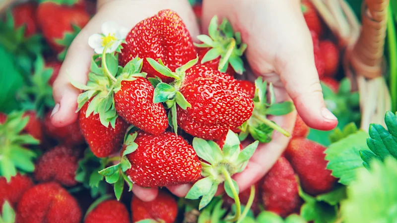 Sweet, fresh and pesticide free: the delights of backyard berries