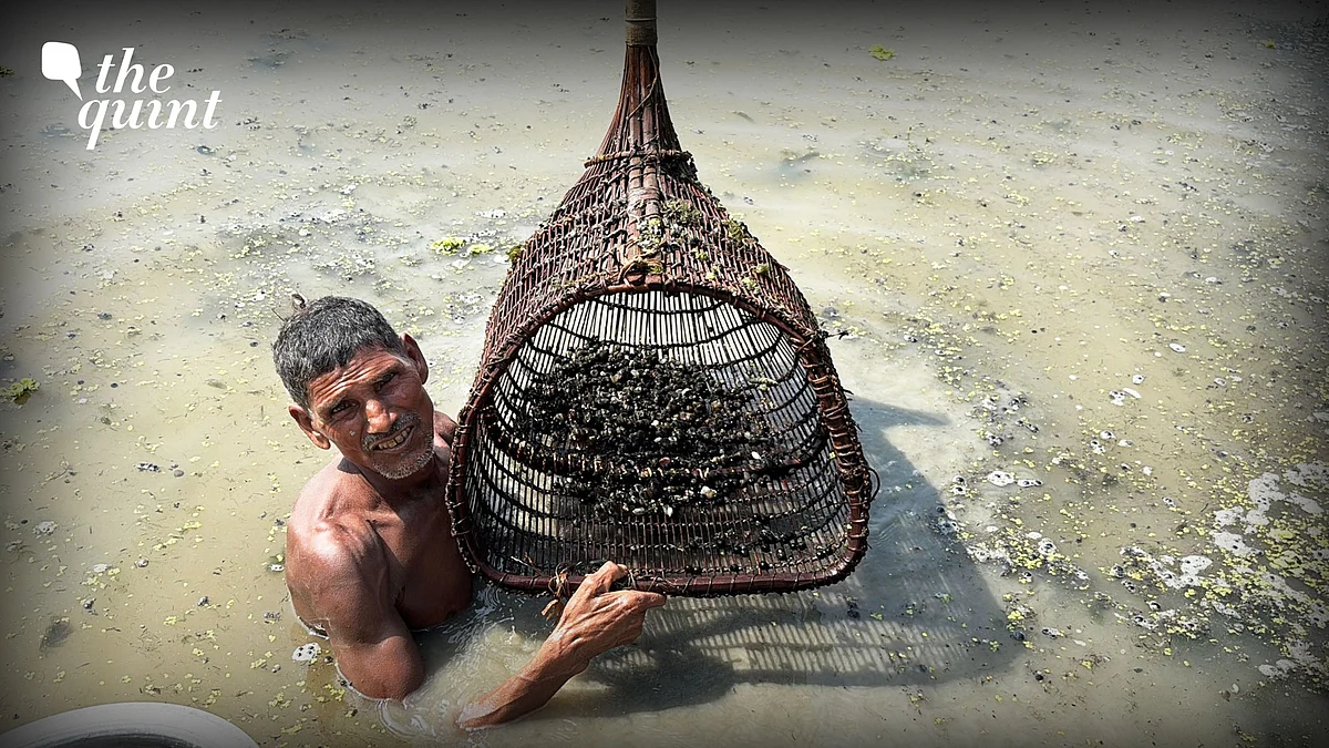 Bihar’s Black Diamond Makhana: Secret Behind Hidden Caste Truth