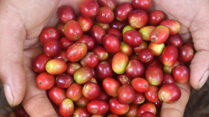 Today's Top 3 News: How Climate Change Is Putting Coffee and Cocoa Plants at Risk