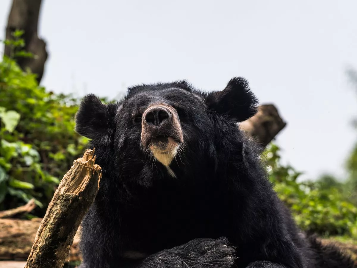 Japan at 'war with bears' as army deployed after beasts go on murder rampage