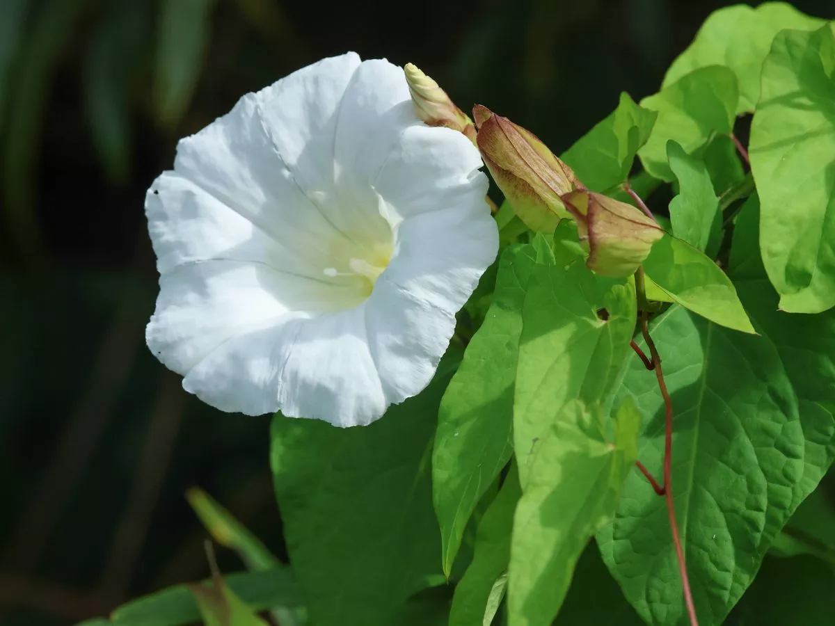 Stop composting 'nightmare' bindweed and use 1 trick to kill it for good