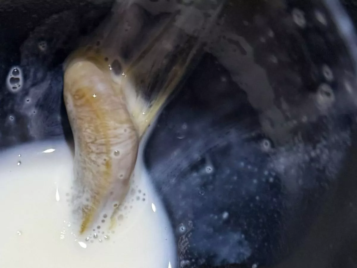 Woman 'feels sick' after finding 'creature' in milk carton used for her toddlers' breakfast
