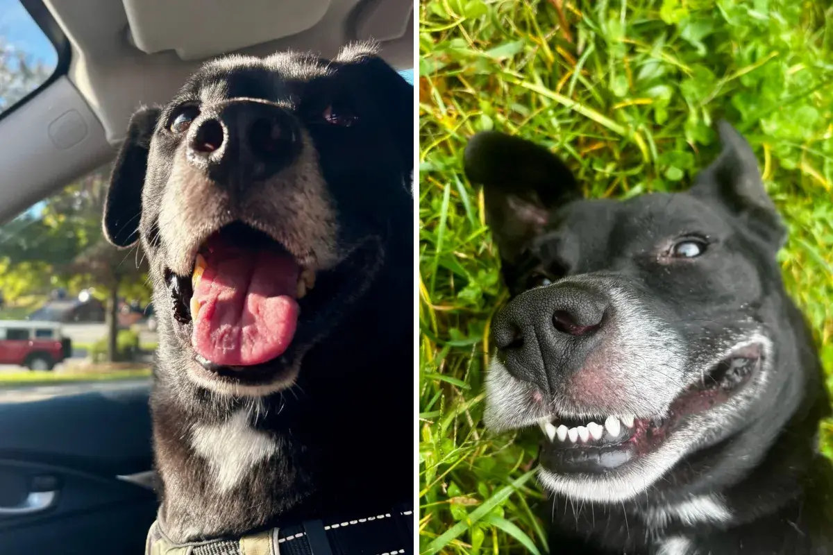 Dog Tied to Tree With No Food or Water Still in Shelter 168 Days Later