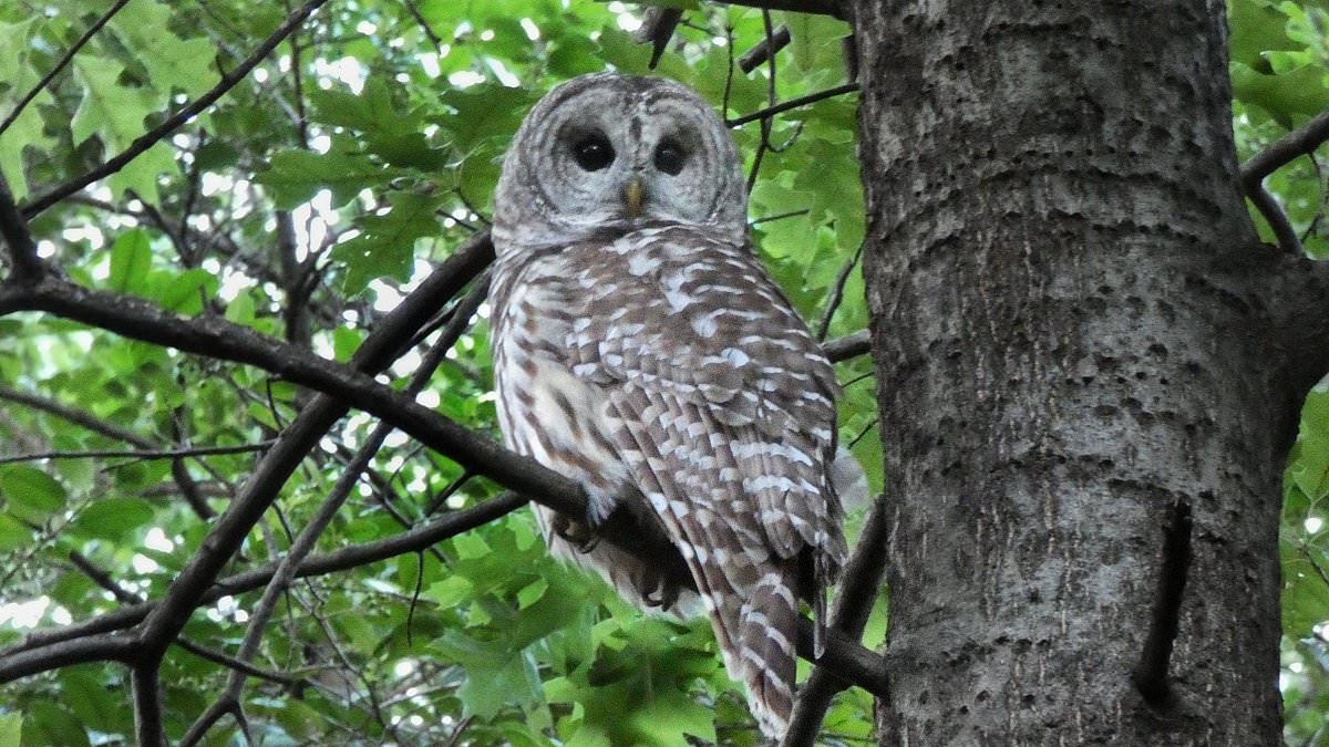 Plans to kill half a million owls in three US states sparks outrage in Congress