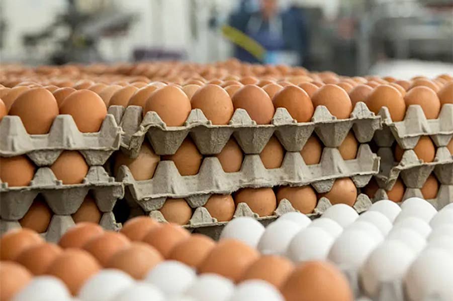 CB Foods reports disruption in egg supply following Hurricane Melissa
