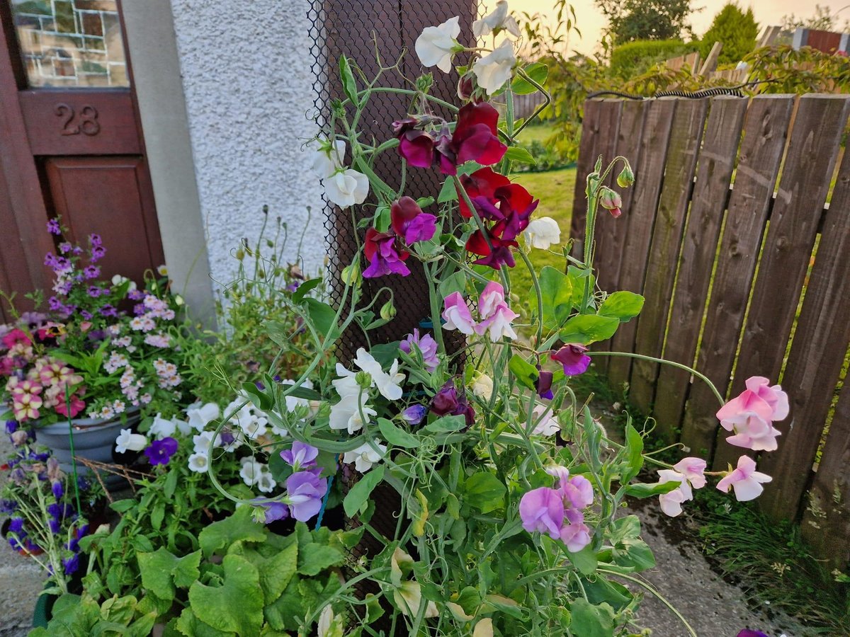 Autumn sowing annual Sweet Pea and perennial Everlasting Pea for spring flowers