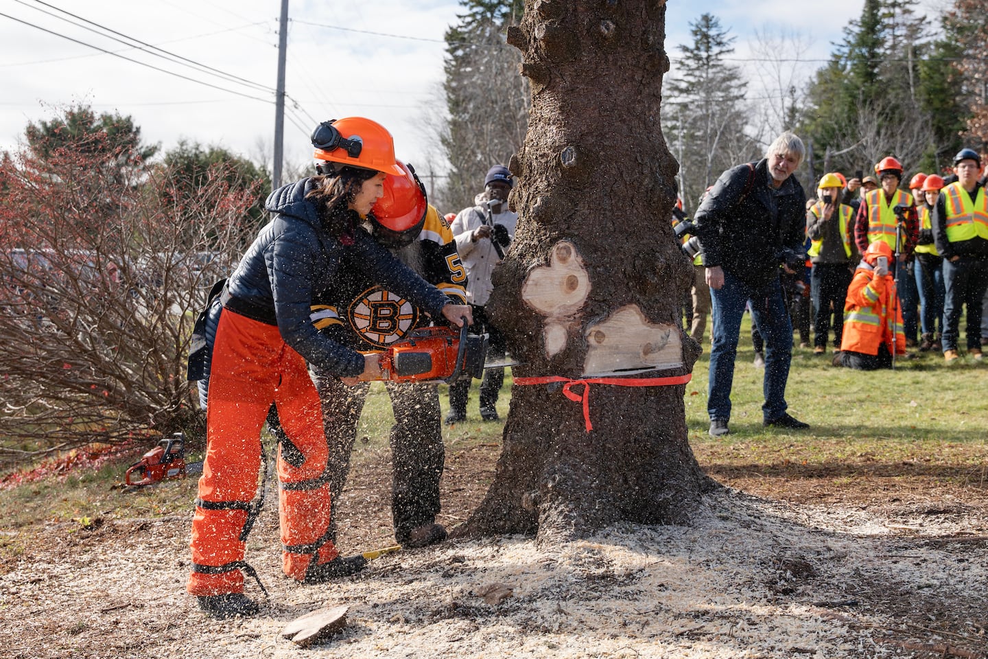 Mayor Wu retrieves Boston's Christmas tree from Nova Scotia
