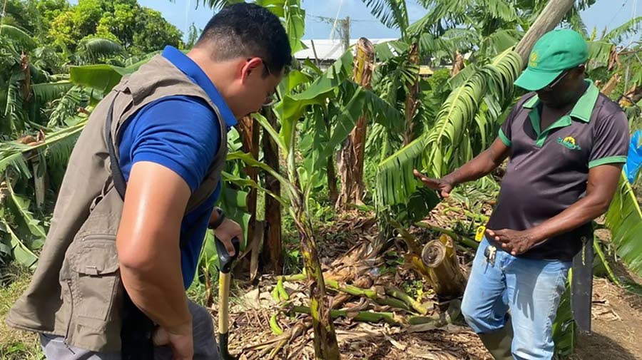 JP Farms reports wipeout of banana and plantain fields