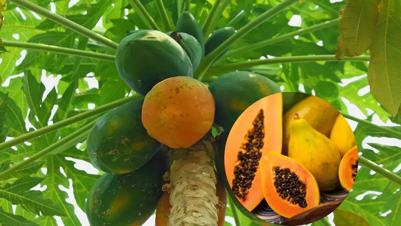 5 health benefits of eating papaya leaves: Natural remedy for digestion, blood, and skin