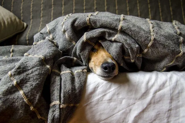 Half of the most Instagrammable houseplants are dangerous for your pets, experts warn